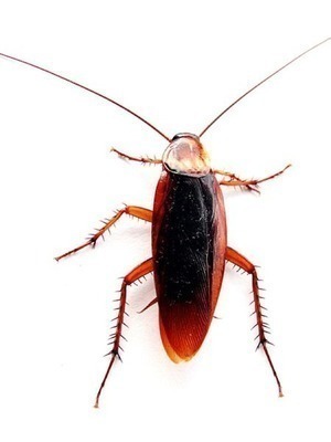 Gross Mutant Cockroaches Inhabited by Space Parasites